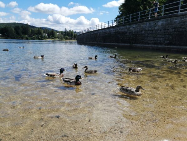 Přes skalní hřib na rozhlednu Bramberk - Image 2