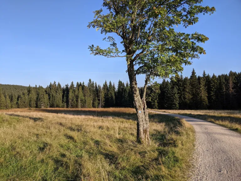 Nová louka