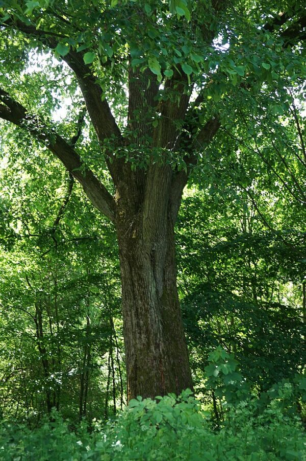 Bzí - Image 5
