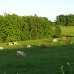 Frýdlantská pahorkatina, U křížku