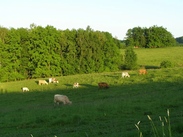 Frýdlantská pahorkatina, U křížku